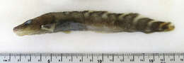 Image of Longear eelpout