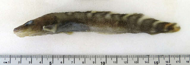 Image of Longear eelpout