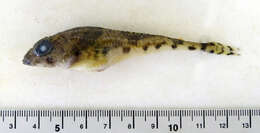 Image of Moustache sculpin