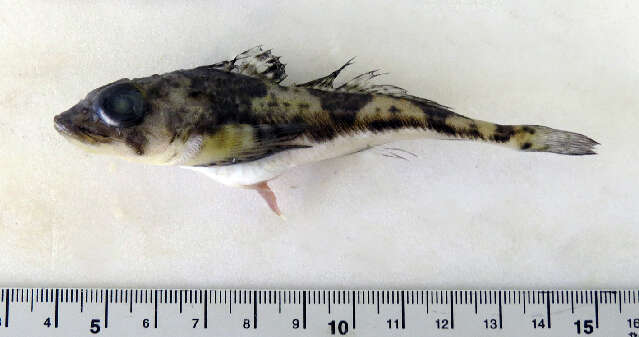 Image of Moustache sculpin