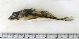 Image of Moustache sculpin