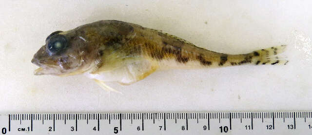 Image of Moustache sculpin