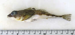 Image of Moustache sculpin