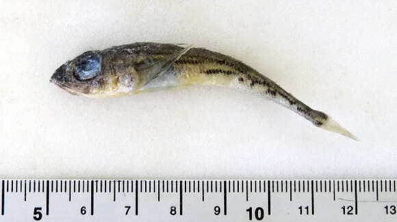 Image of Bigeye sculpin