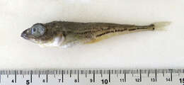 Image of Bigeye sculpin