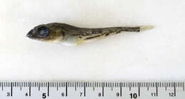 Image of Bigeye sculpin