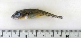 Image of Bigeye sculpin