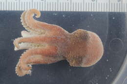 Image of Bathypolypus