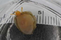 Image of Littorinimorpha Golikov & Starobogatov 1975