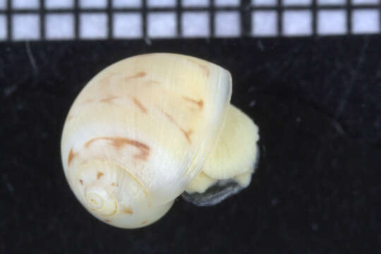 Image of moon snails