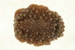 Image of barnacle-eating onchidoris