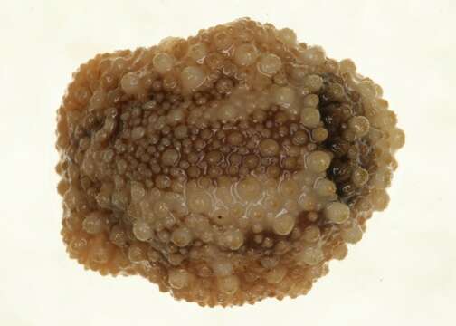 Image of barnacle-eating onchidoris