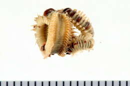 Image of sand chimney worm