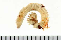 Image of sand chimney worm