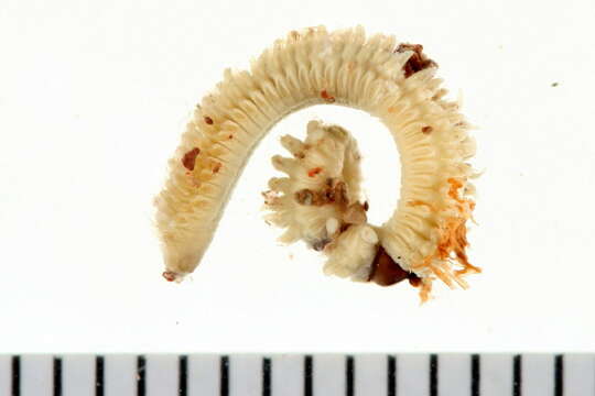 Image of sand chimney worm