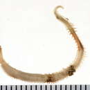 Image of Glycera dibranchiata Ehlers 1868