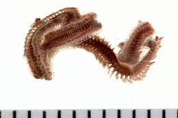 Image of Phyllodoce mucosa Örsted 1843