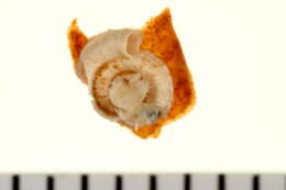 Image of Spirorbis