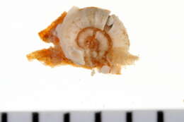 Image of Spirorbis