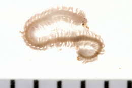 Image of Phyllodoce mucosa Örsted 1843