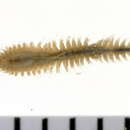 Micronephthys neotena (Noyes 1980) resmi