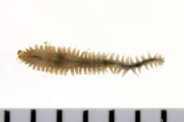 صورة Micronephthys neotena (Noyes 1980)