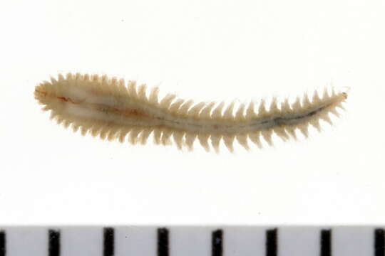 Image of Micronephthys neotena (Noyes 1980)