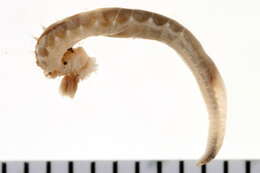 Image of Terebellides stroemii