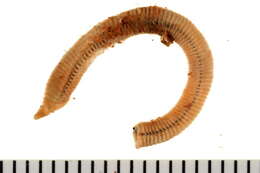 Image of Scoletoma fragilis