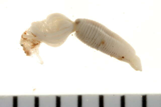 Image of Bristle Worm