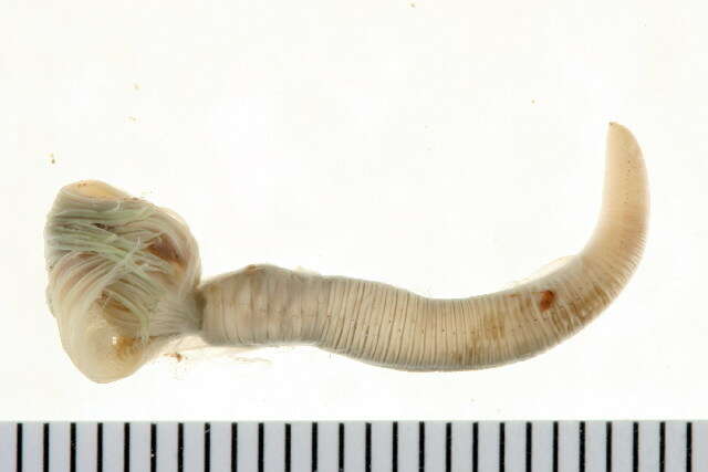 Image of Bristle Worm