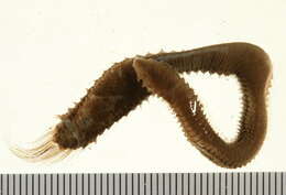 Image of Pherusa affinis (Leidy 1855)