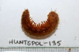 Image of Lepidonotus squamatus