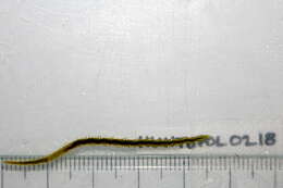 Image of green paddle worm