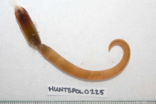 Image of Bristle Worm