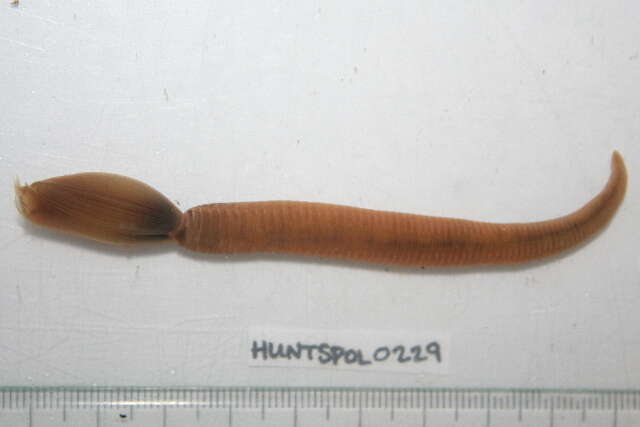 Image of Bristle Worm