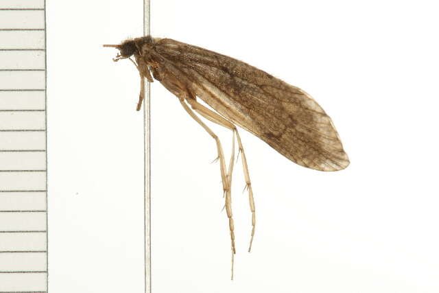 Image of Dipseudopsidae