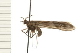 Image of Molanna (Molanna) uniophila Vorhies 1909