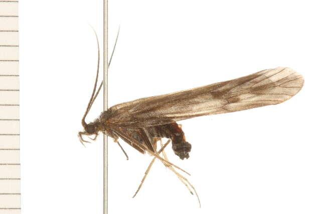 Image of Molanna (Molanna) uniophila Vorhies 1909