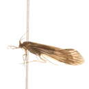 Image of Ceraclea (Ceraclea) resurgens (Walker 1852)