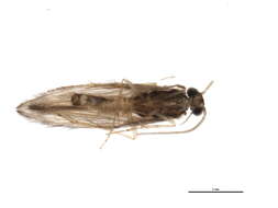 Image of Oxyethira (Holarctotrichia) michiganensis Mosely 1934