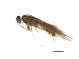 Image of Oxyethira (Holarctotrichia) michiganensis Mosely 1934
