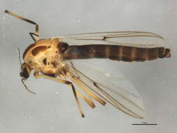 Image of Chironomus