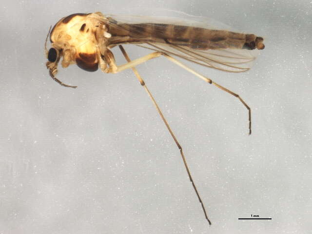 Image of Chironomus