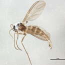 Image of Pseudolycoriella