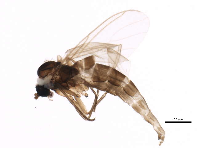 Sivun Bradysia urticae Mohrig & Menzel 1992 kuva