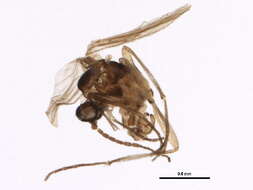 Image of Bradysia trivittata (Staeger 1840)