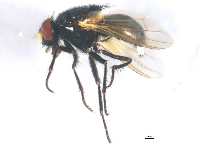 Image of Mesembrina latreillii Robineau-Desvoidy 1830