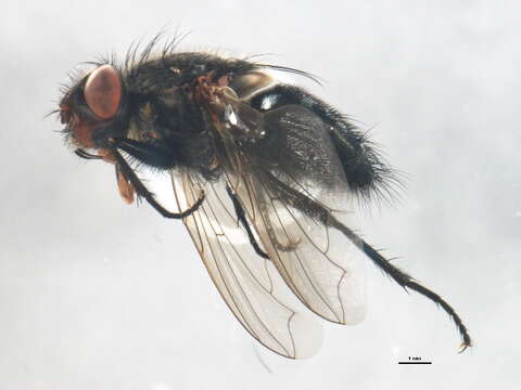 Image of Vagabund cluster fly