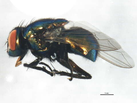 Image of Neomyia